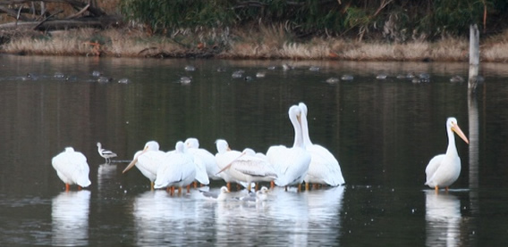 white Pelicans at Devereux