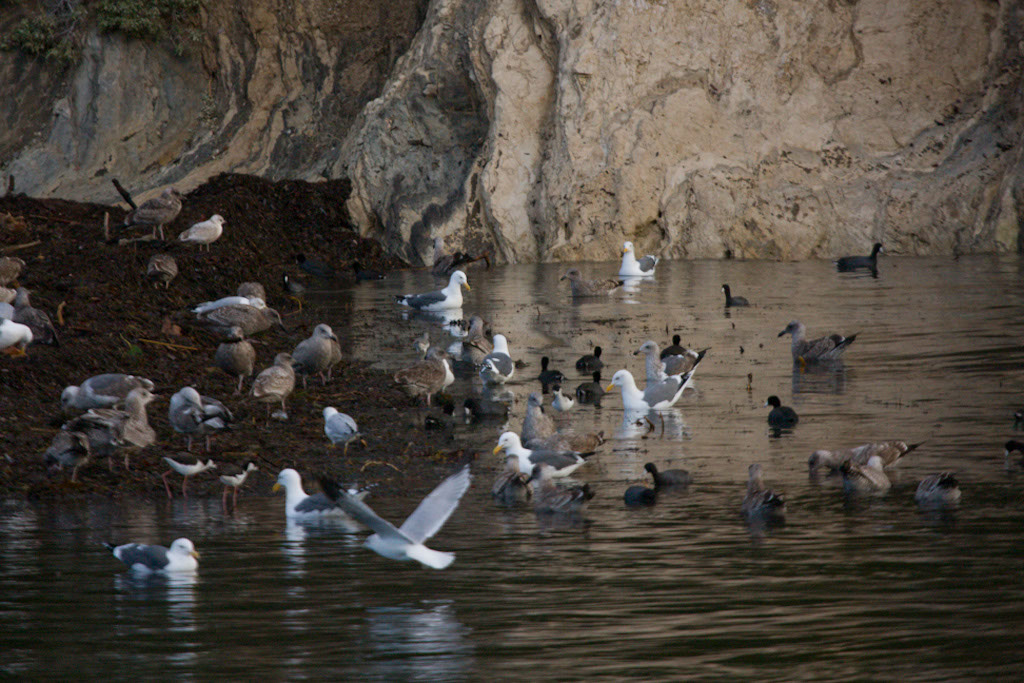 Goleta Slough