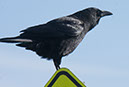 IMG_3793