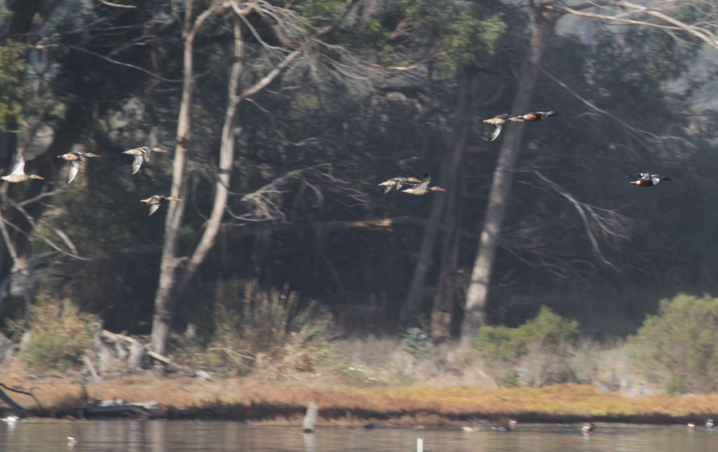 Flying Northern Shovelers at Devereux Slough