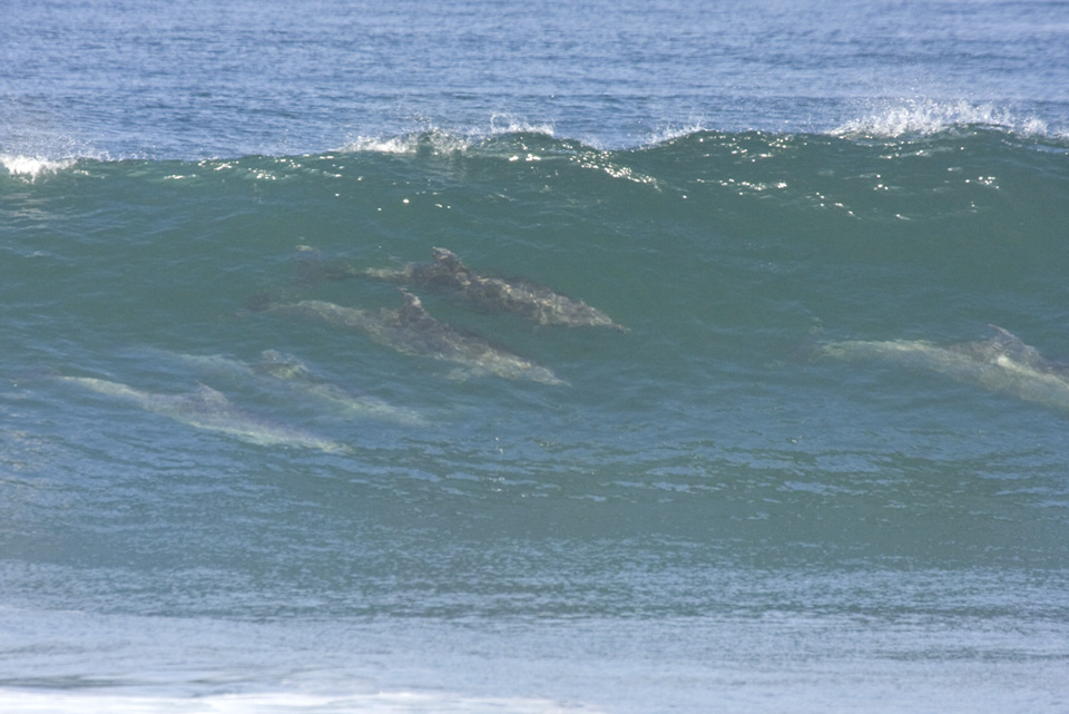 Dolphins Surfing at Jalama