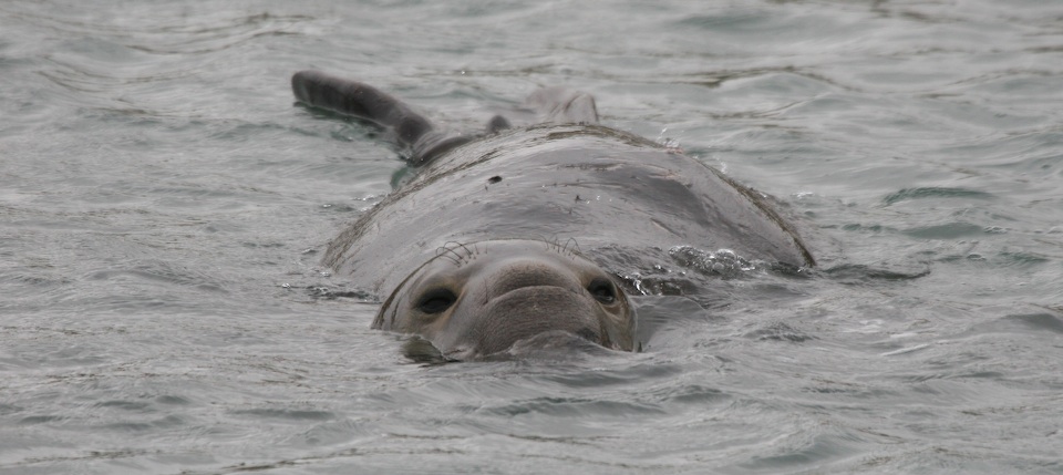 Sea Elephant, San Nicolas Island February  2007