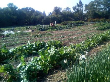 Yankee Farm garden on November 21, 2007