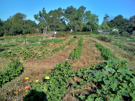 Yankee Farm rows on August 19, 2007