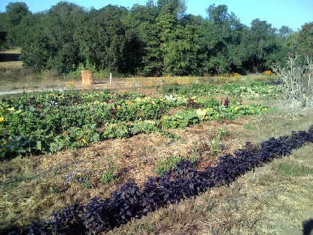 Plants growing at Yankee Farm on August 19, 2007