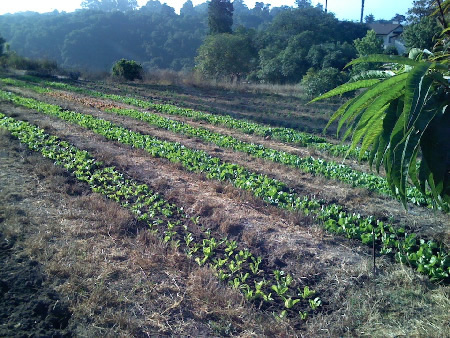 Summer garden at Yankee Farm on August 19, 2007