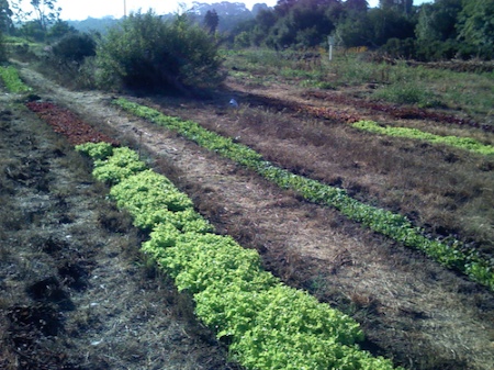 Flowers and vegetables at Yankee Farm on August 19, 2007