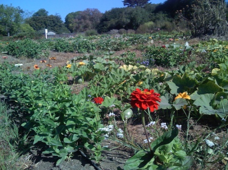 Working garden at Yankee Farm on August 19, 2007