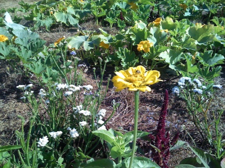 Yankee Farm market garden on August 19, 2007