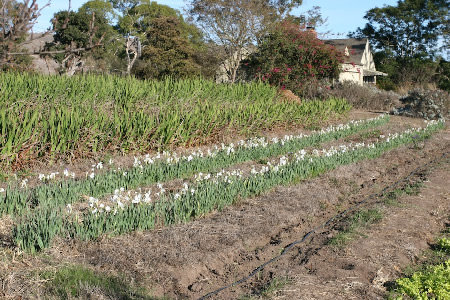 Yankee Farm garden on December 2, 2007