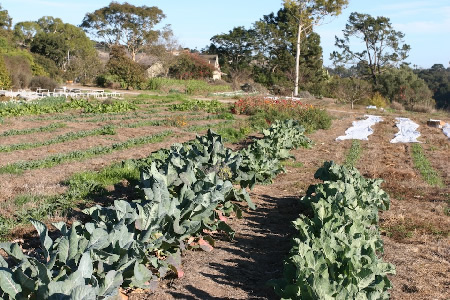Garden beds at Yankee Farm on December 2, 2007