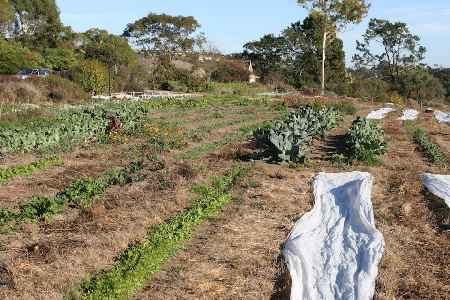 Winter plants at Yankee Farm on December 2, 2007