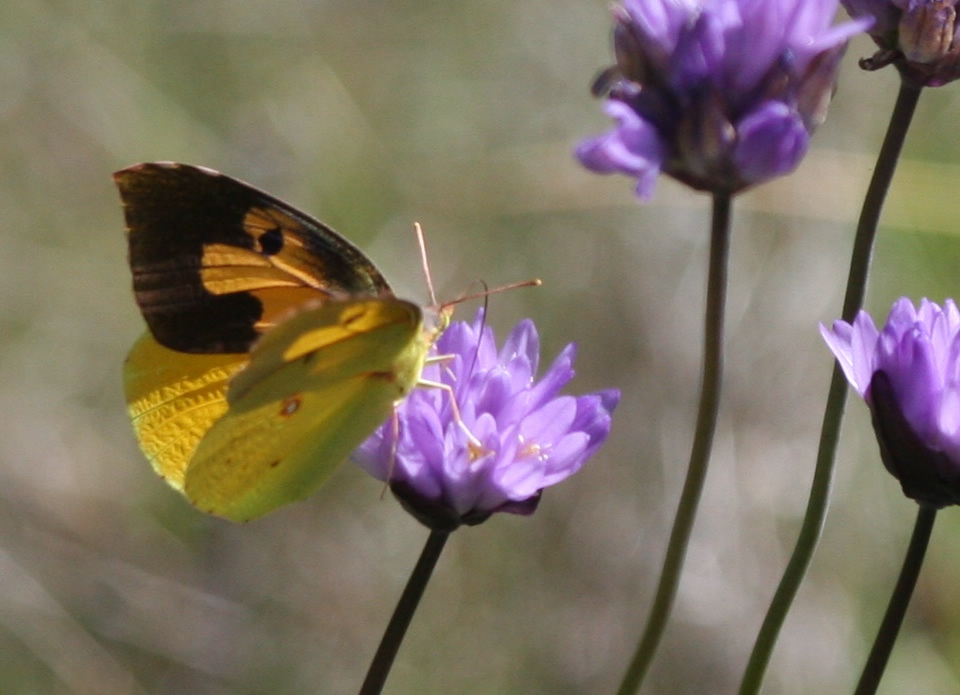 Dogface Butterfly