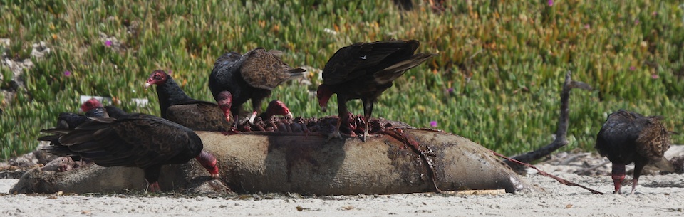 Turkey Vulture feeding on a Harbor Seal