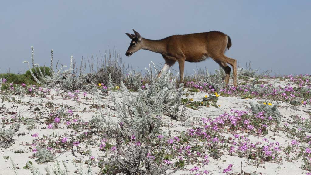 Deer on flowering dunes at AsilomarState Park