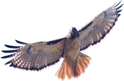 Red tailed Hawk