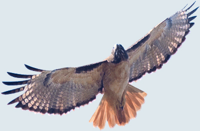 Red tailed Hawk