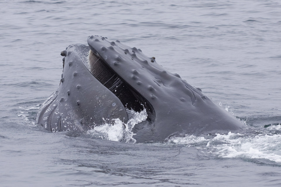 Humpback Whale - Channel Islands