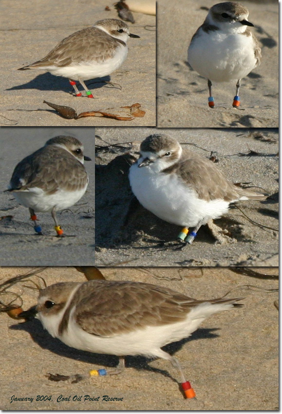 Banded Snowy Plover