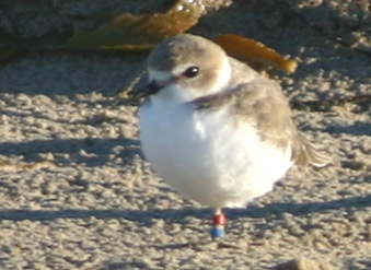 Banded Snowy Plover