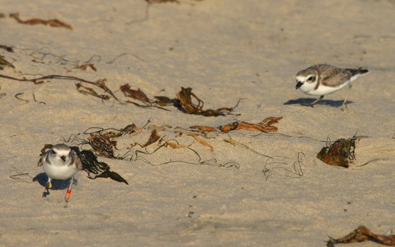 Banded Snowy Plover