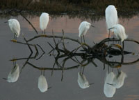 Egrets