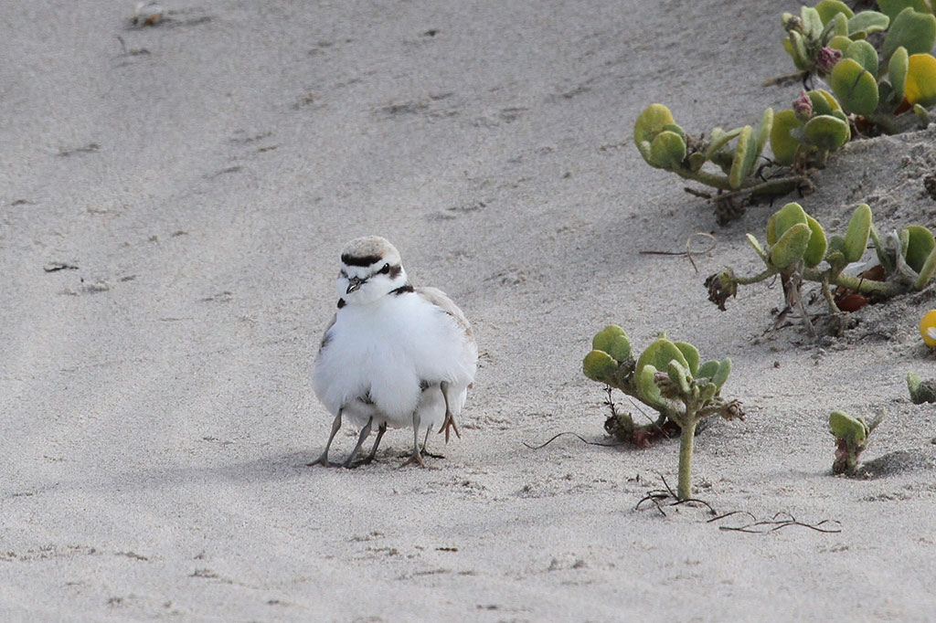 Snowy Plover and chick legs