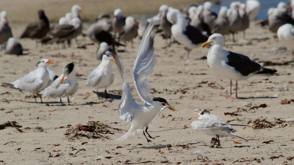 Elegent Tern feeding it's young