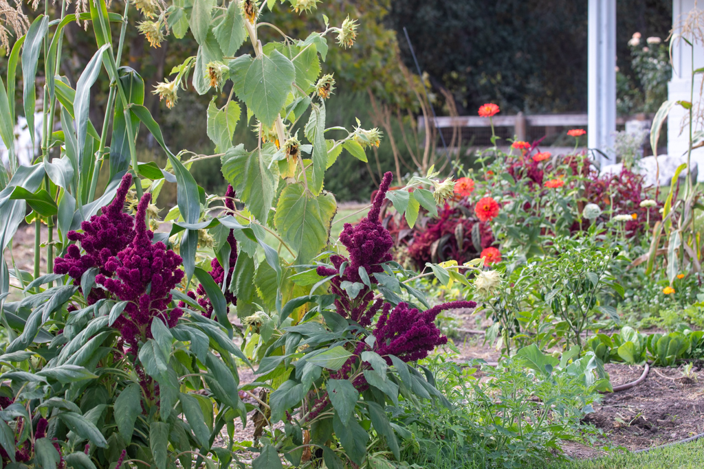Amaranth, sunflowers, corn, and zinnias growing in a garden
