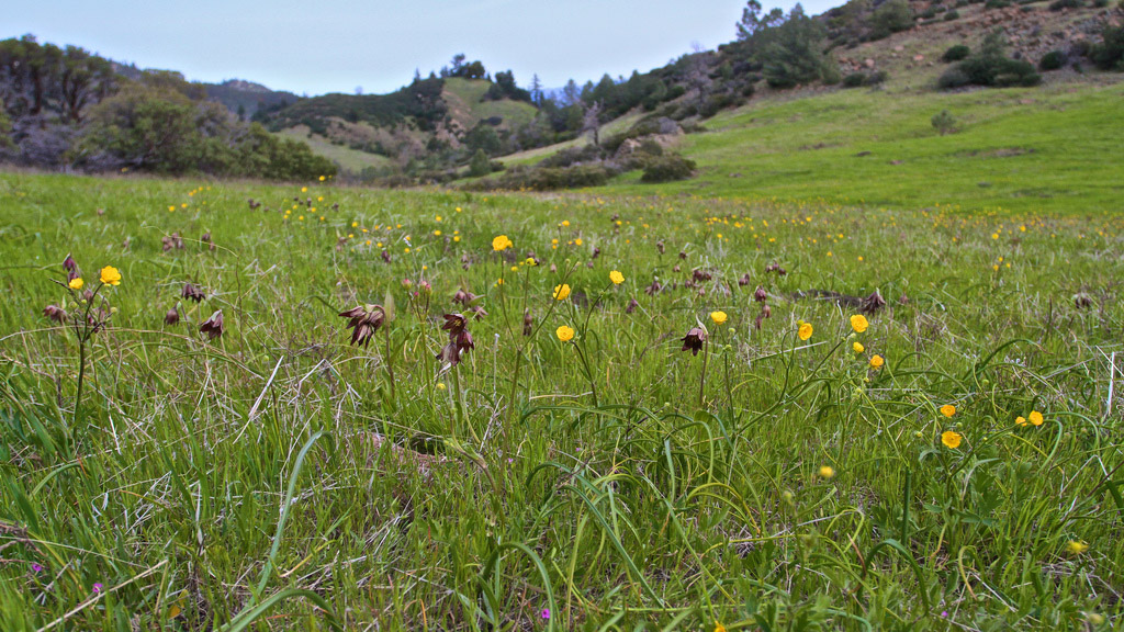 Chocolate lilies at Figueroa Mt. Meadow