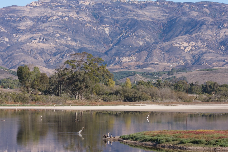 After the fire, Goleta Mountains