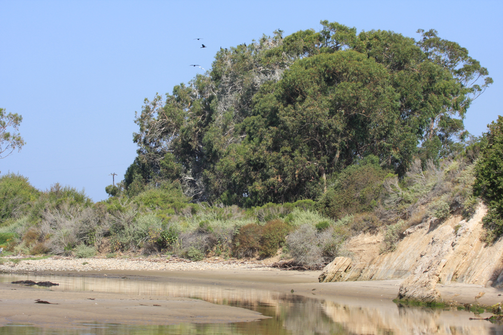 Goleta Slough rookery habitat