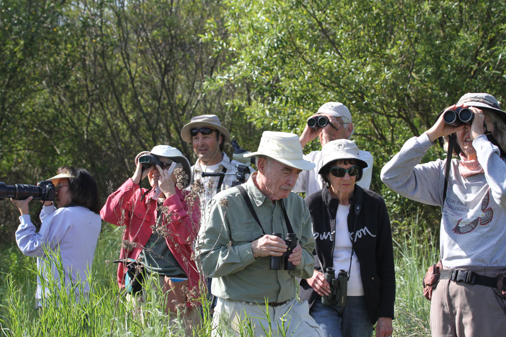 Audubon Birdathon