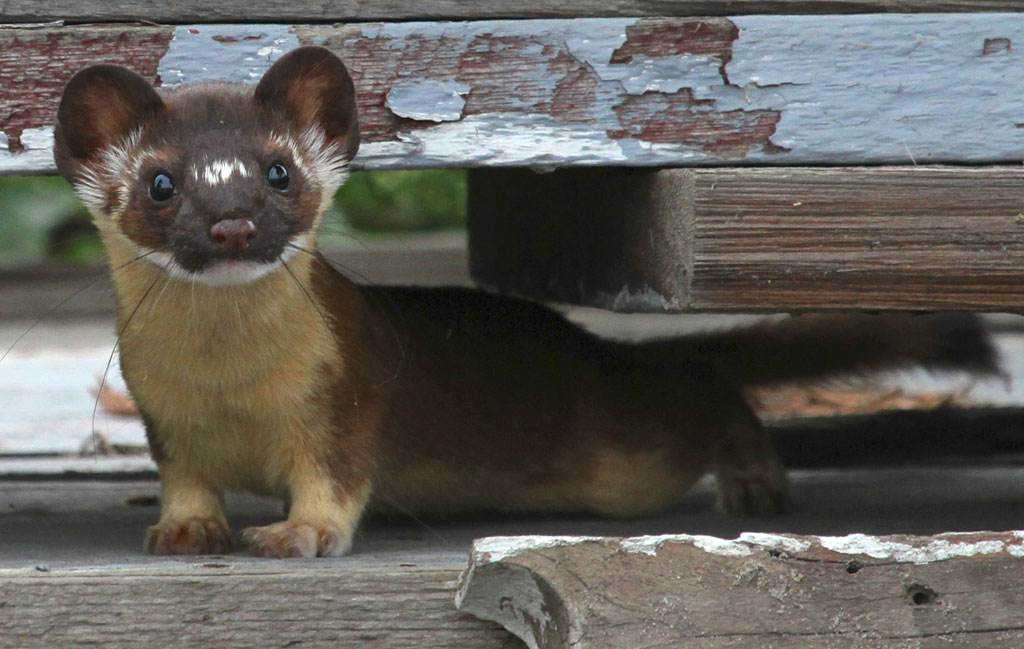 Long-tailed Weasel