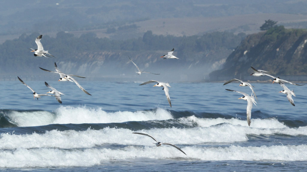 Terns at Sands Beach