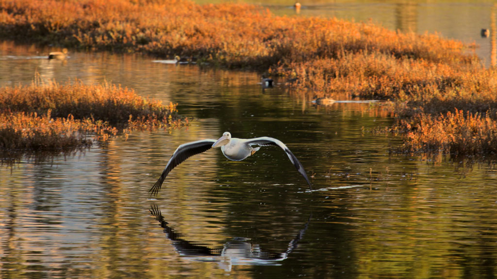 American White Pelican