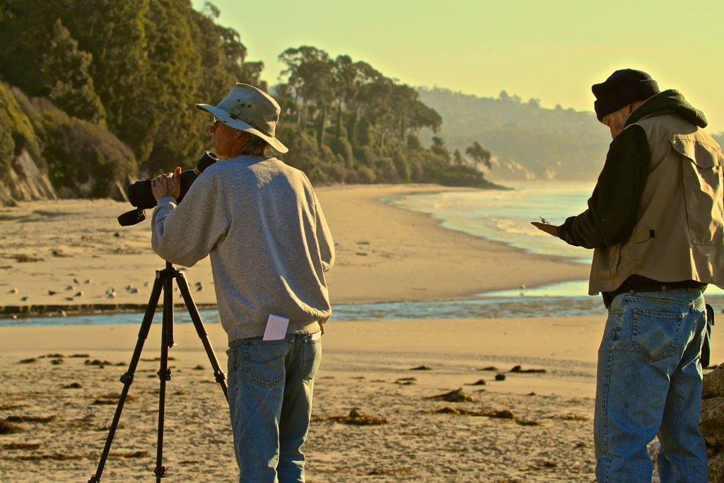 Christmas Bird count