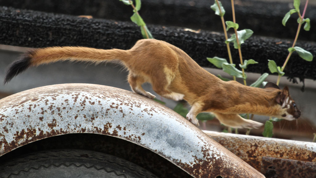 Lont-tailed Weasel