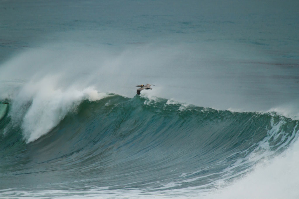Pelican on wave 