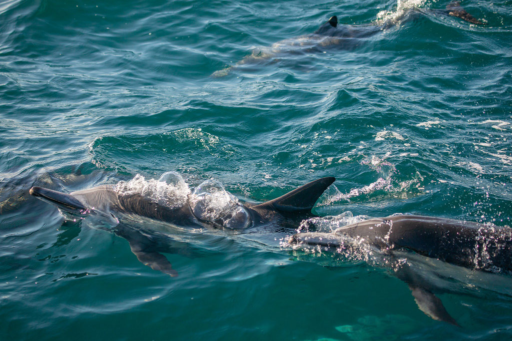 Dolphins in Santa Barbara Channel