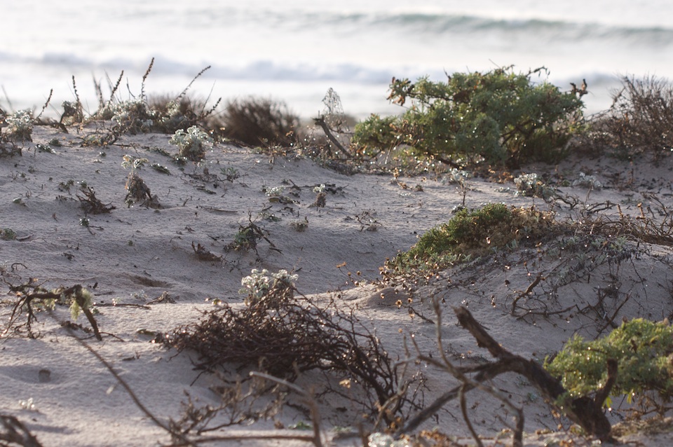 Asilomar dunes