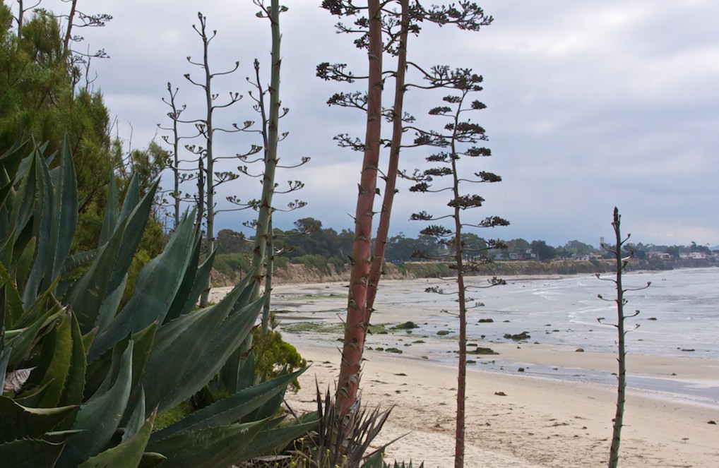 Centruy Plants at Devereux Point