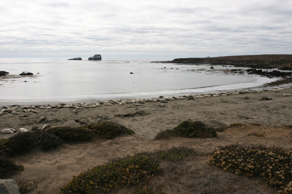 Piedras Blancas elephant seal rookery