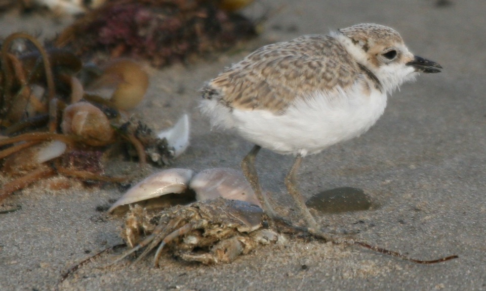 snowy plover chick with large sand flea