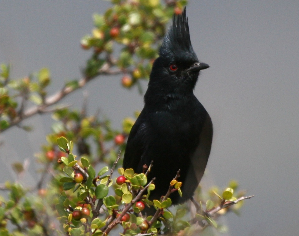 Phainopepla