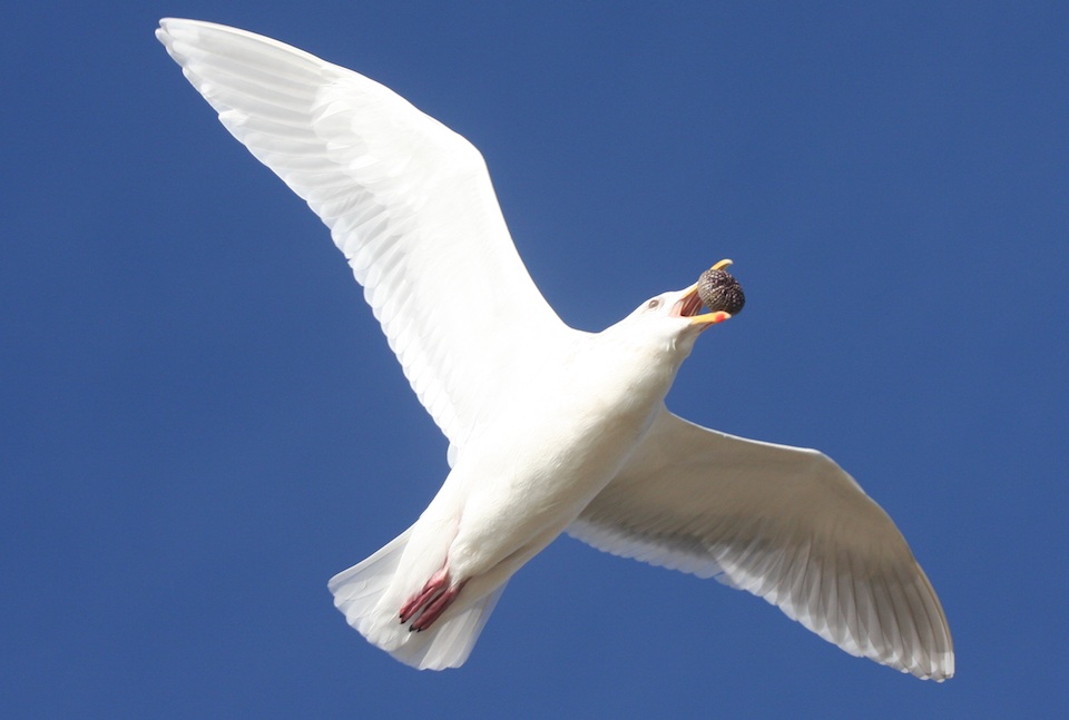 Gull with Sea Urchin