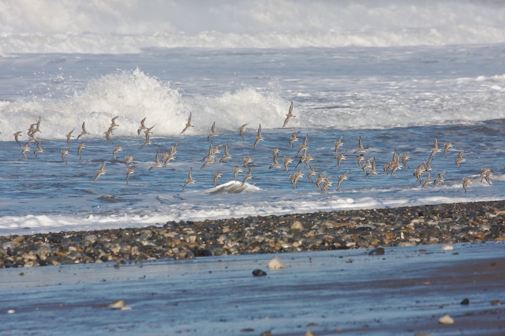 Snowy Plover at COPR