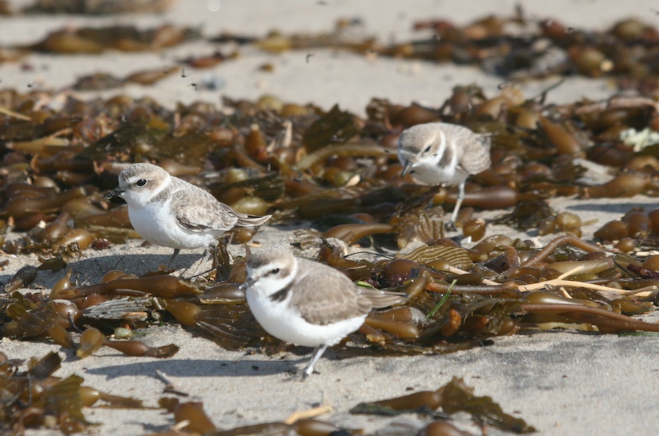 Snowy Plovers