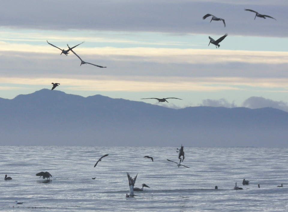 Diving Pelicans