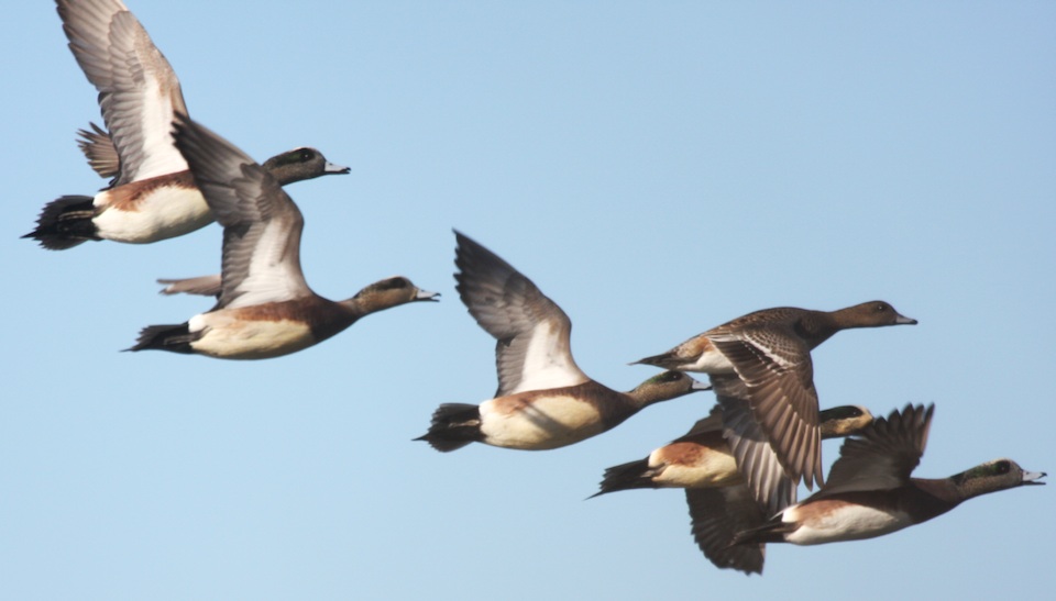 American Wigeon